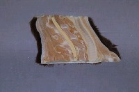 黑熊頸部藏品圖，第3張